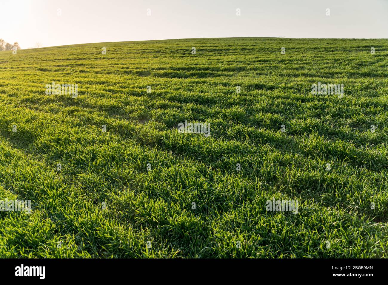 Landschaftsansicht von grünen Winterpflanzen Feld im Frühjahr. Konzept der Agrarindustrie Stockfoto