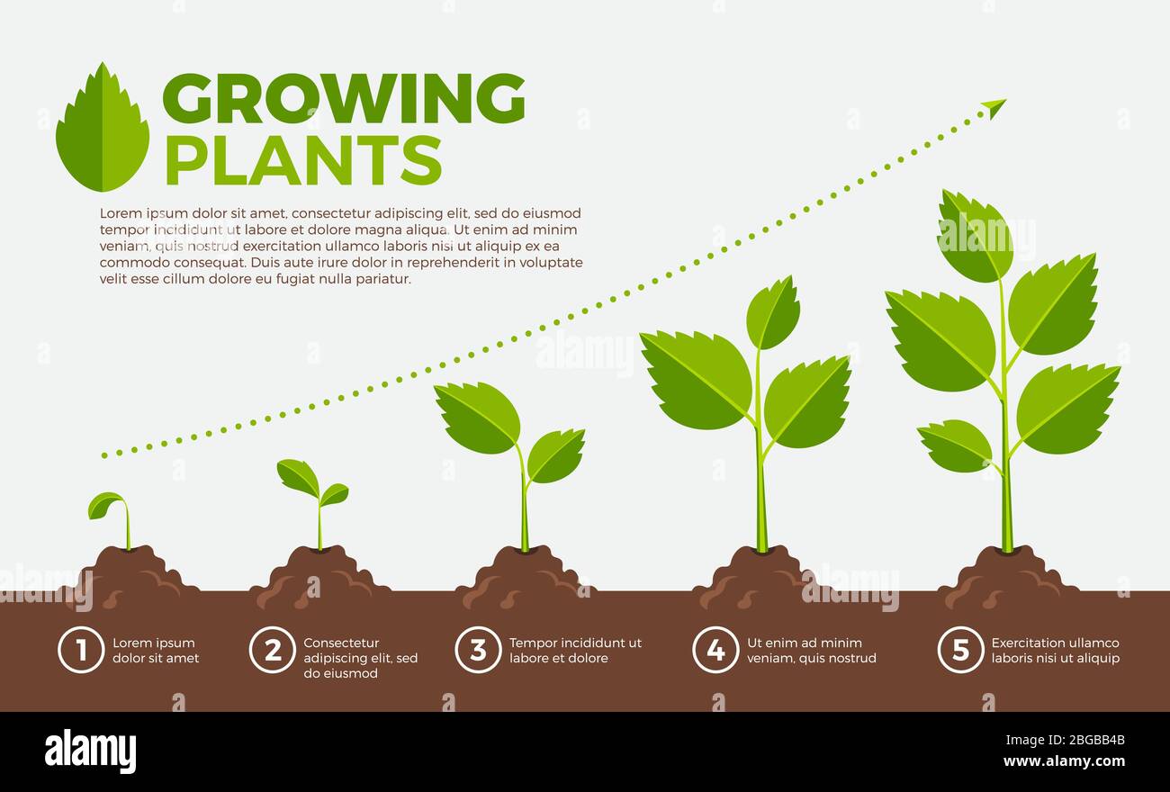 Verschiedene Schritte der wachsenden Pflanzen. Vektor-Illustration im Cartoon-Stil Stock Vektor