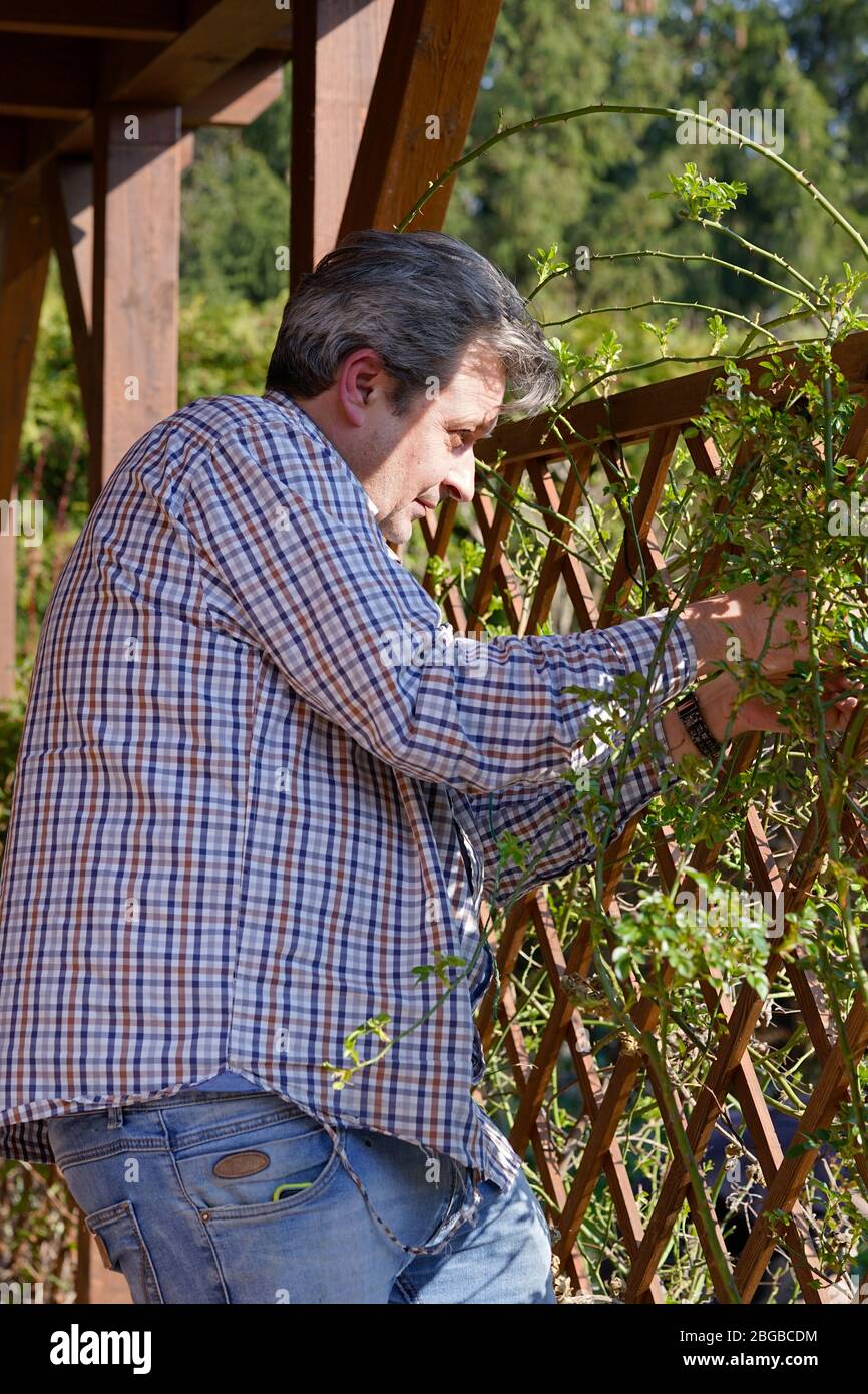 Gärtner mittleren Alters arbeitet an den Zweigen der Pergola Ein sonniger Tag Stockfoto