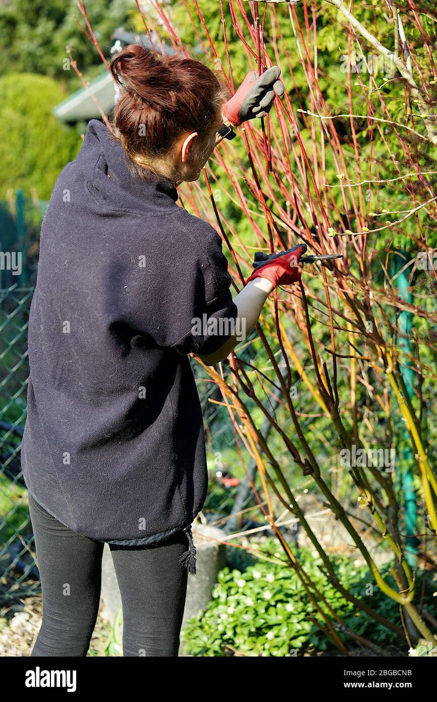 Reinigung des Gartens - Beschneiden von Buschzweigen Stockfoto