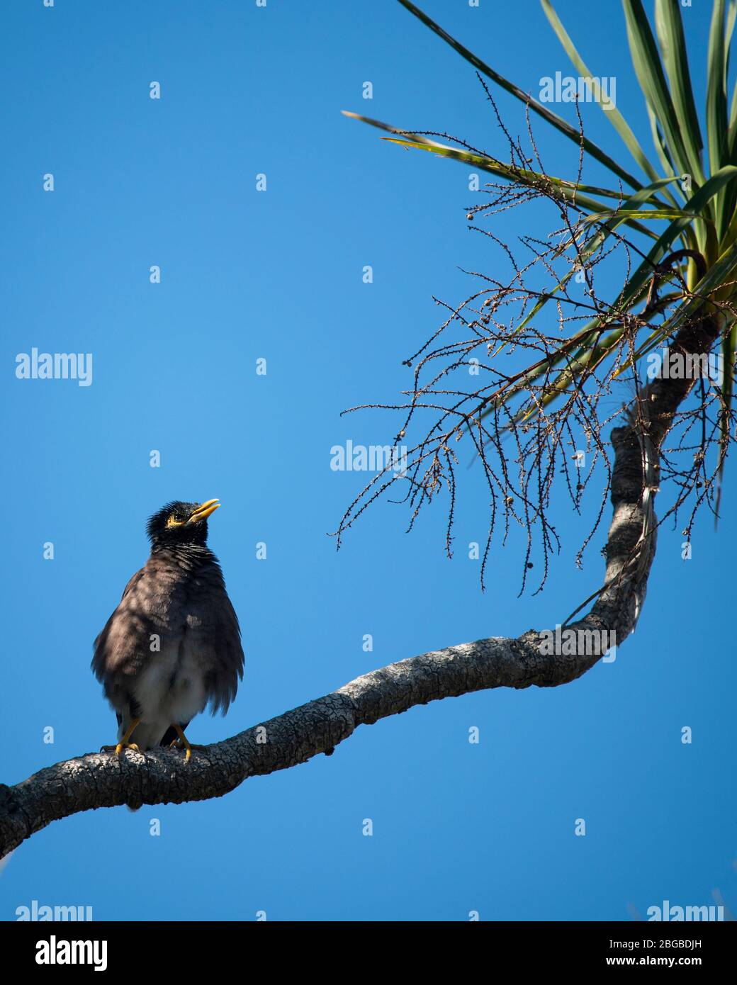 Schwarzvogel hoch auf einem Baumzweig mit zerzauste Federn thront Stockfoto