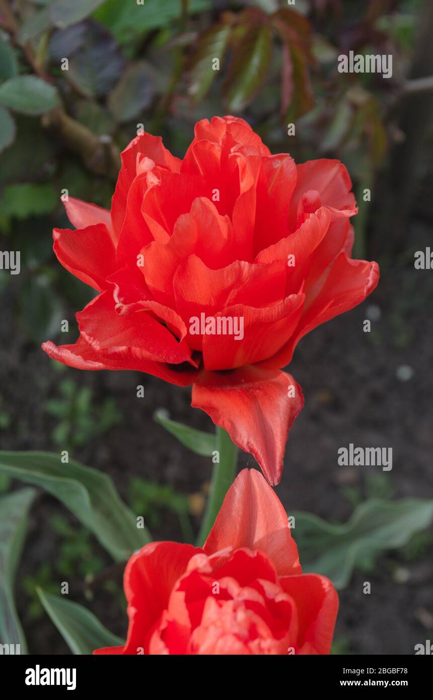 Peonyflowering schöne Tulpe Rote Prinzessin. Nahaufnahme der roten Tulpenblüte. Stockfoto