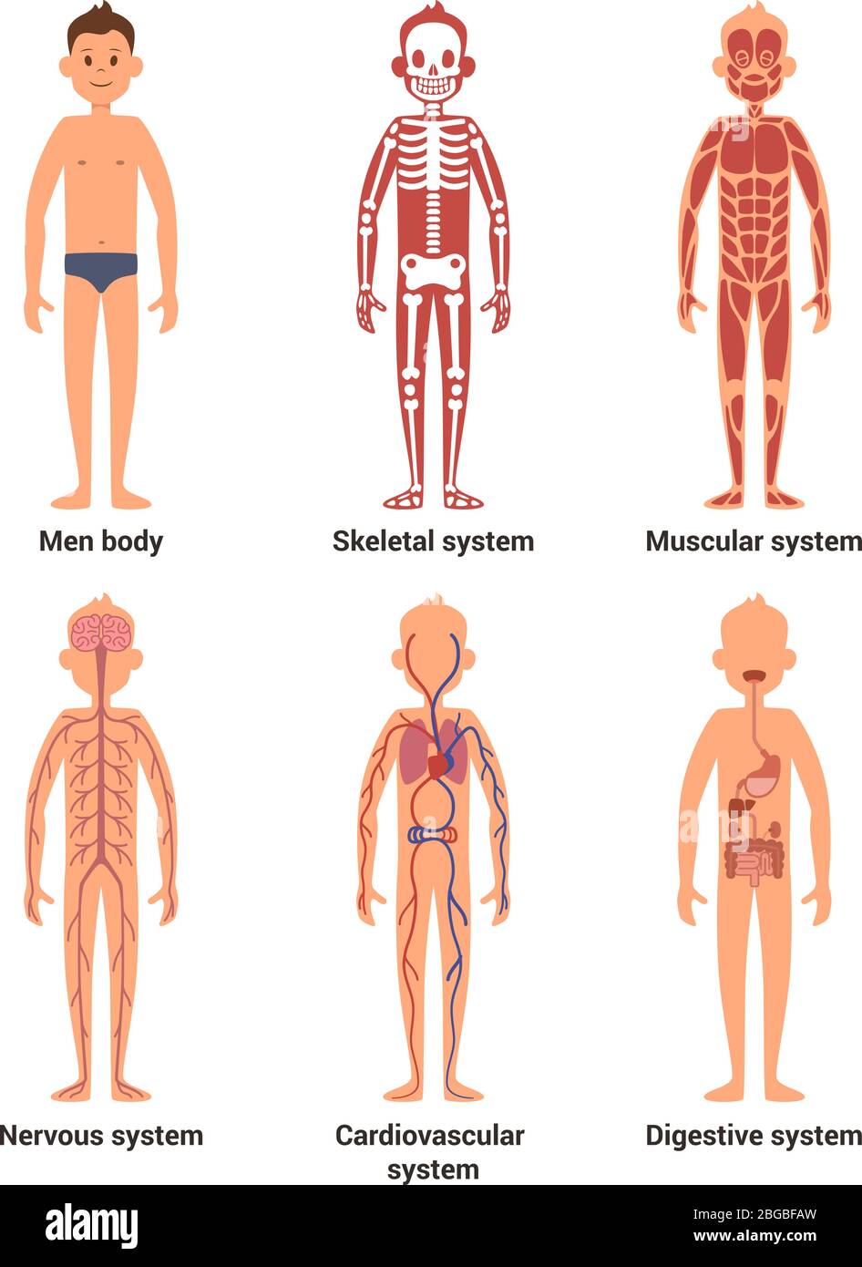 Körperanatomie von Männern. Nerven und Muskelsystem, Herz und andere Organe. Vektorgrafik Stock Vektor