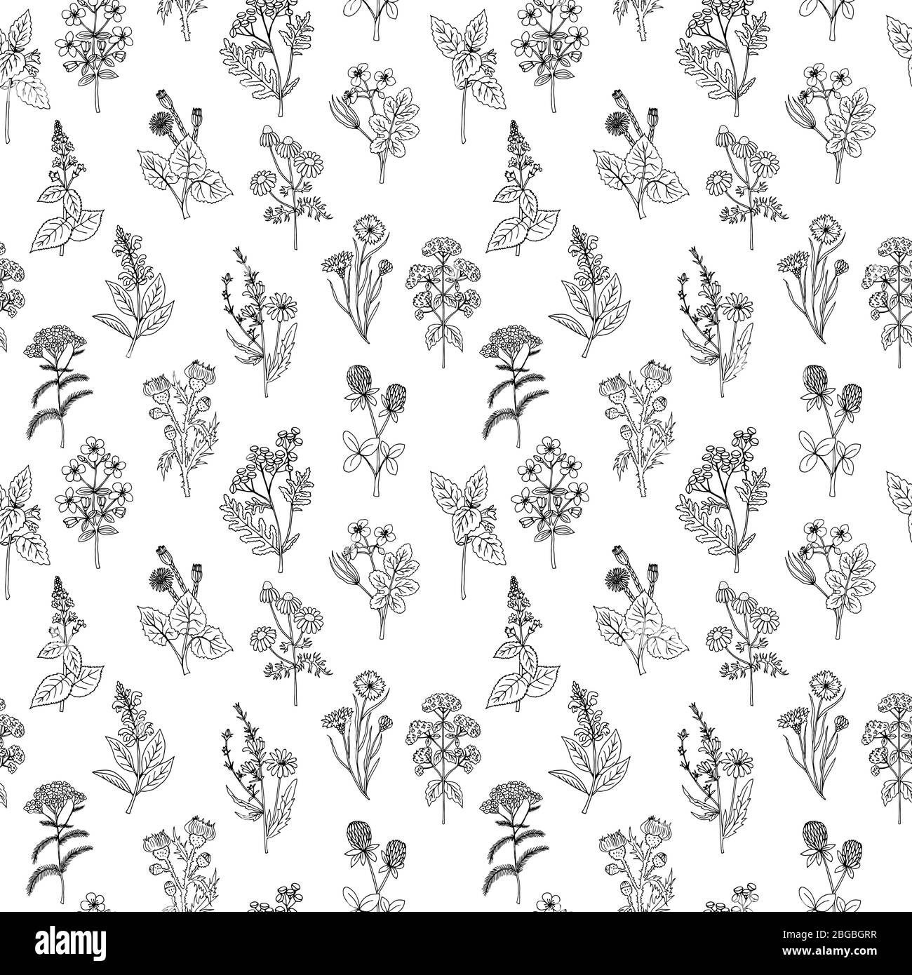 Nahtlose Muster von verschiedenen Hand gezeichneten Kräuter und Blumen. Hintergrund in schwarz-weißen Farben. Grafikstil Stock Vektor Nahtlose Muster von verschiedenen Hand gezeichneten Kräuter und Blumen. Hintergrund in schwarz-weißen Farben. Grafikstil Stock Vektor