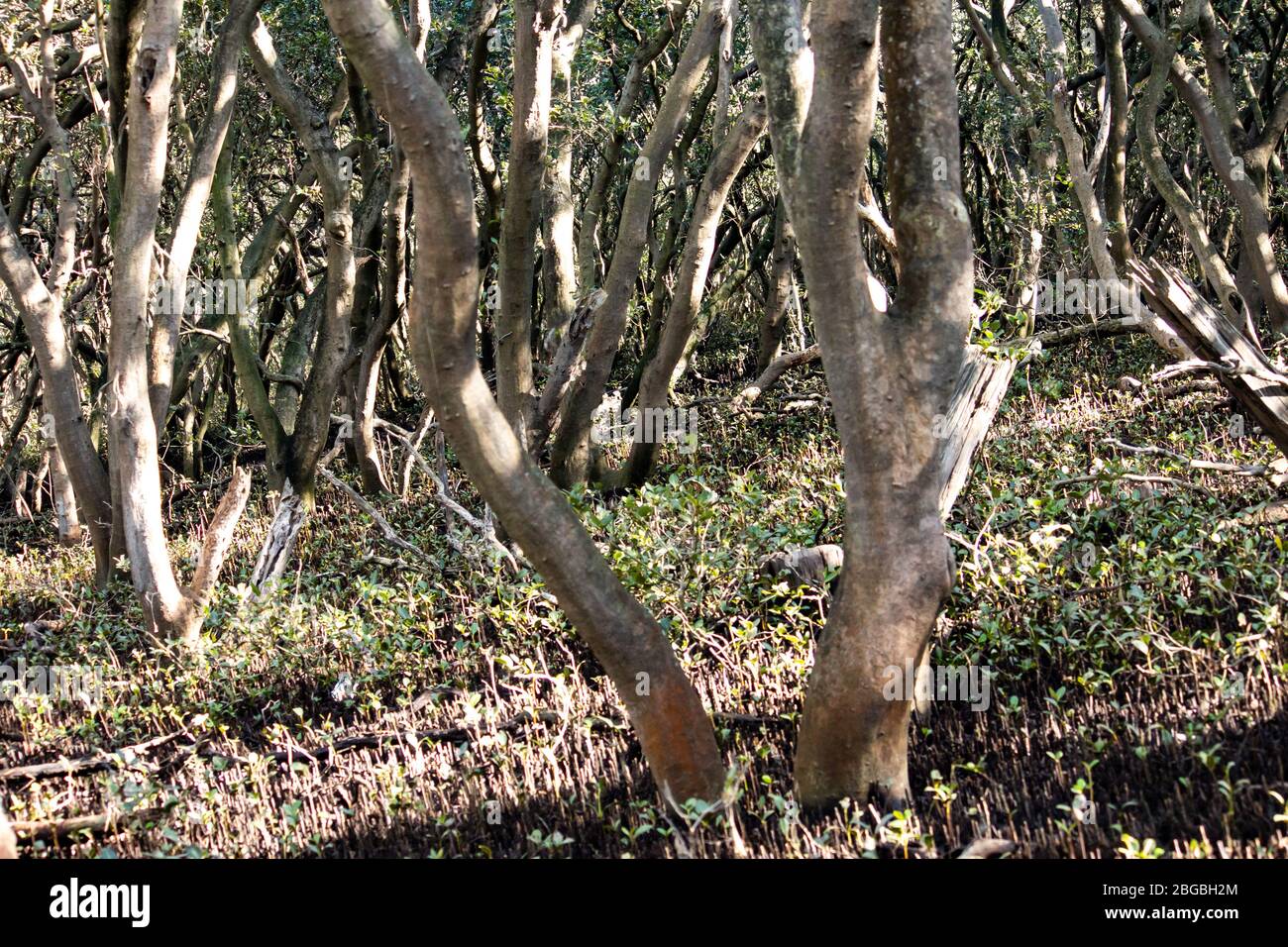 Natürliche Hintergrund Tapete von Bäumen in Mangrovensumpf Stockfoto