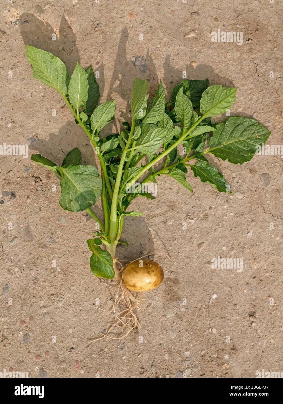 Komplette junge Kartoffelpflanze mit Knolle und Blättern auf flacher broen-Erde Stockfoto