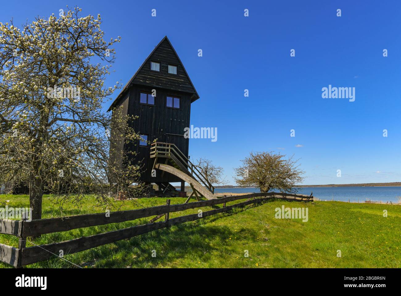 20. April 2020, Brandenburg, Althüttendorf: Zwischen blühenden Obstbäumen steht eine Böckernwindmühle auf einer Wiese am Grimnitzsee. Die Windmühle wurde ursprünglich von Niederländern im Jahr 1829 gebaut. Das Gebäude stand viele Jahrzehnte leer und befand sich in einem sehr trostlosen Zustand. 2003 wurde die Windmühle dann privat in ein Wohnhaus umgewandelt. Foto: Patrick Pleul/dpa-Zentralbild/ZB Stockfoto