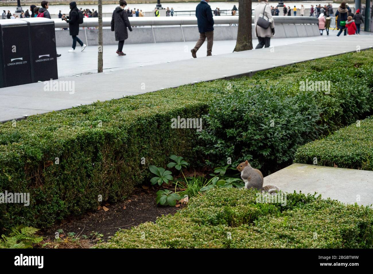 Tiere in London Eastern Grey Eichhörnchen oder Sciurus carolinensis in urbaner Umgebung am Rathaus in London, Vereinigtes Königreich Stockfoto