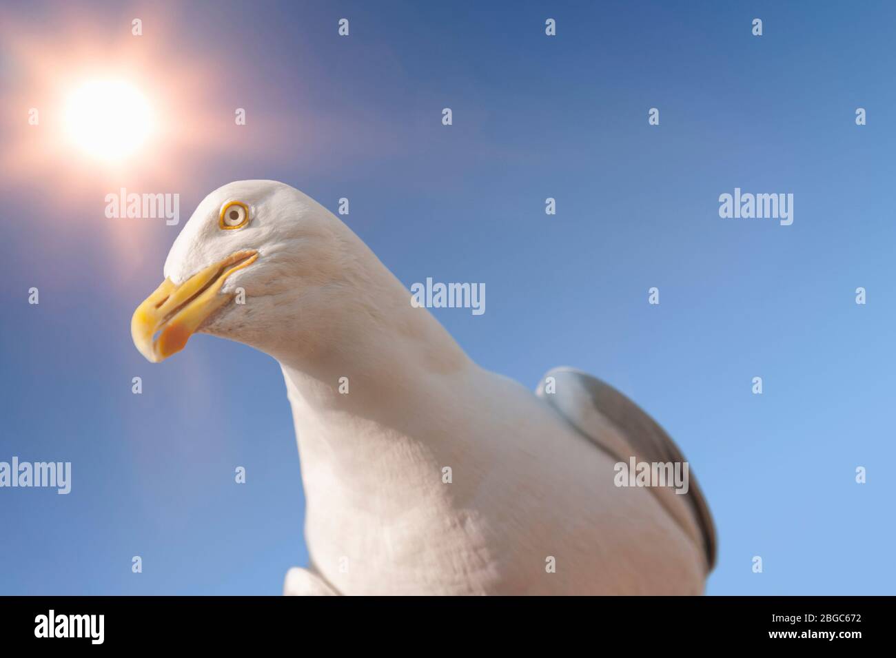 Erwachsene Möwe vor einem blauen Himmel mit Sonne. Brighton und Hove, East Sussex, Großbritannien Stockfoto