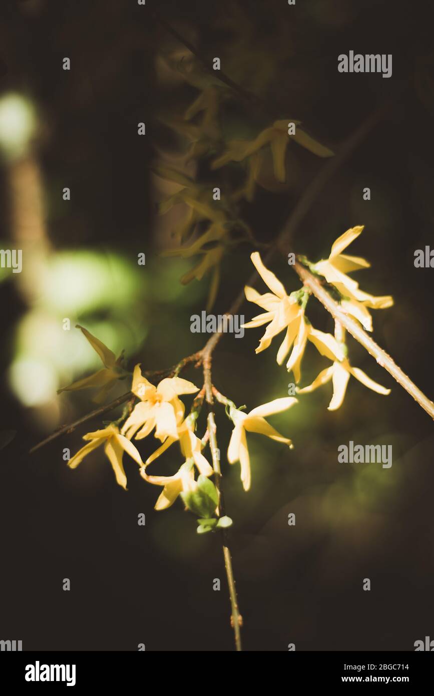 Zwerg Forsythia Mikador - lateinischer Name - Forsythia x intermedia Mikador UK Stockfoto