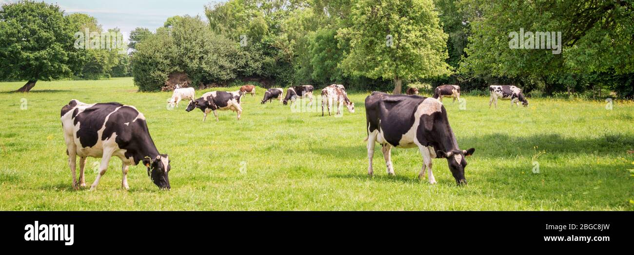 Panorama der schwarzen und weißen Kühe grasen auf grasbewachsenen grünen Feld in der Normandie, Frankreich. Sommer Landschaft und Weide für Kühe Stockfoto