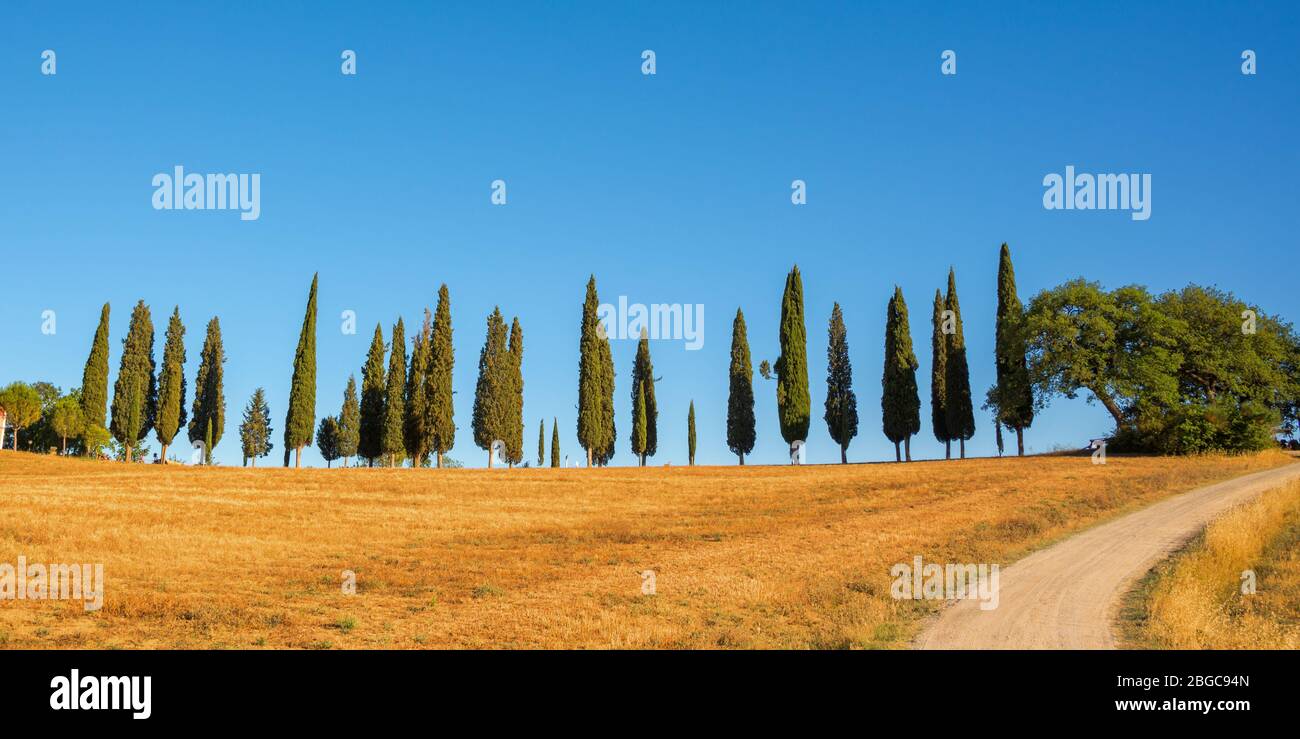 Schönes typisches Panorama mit Zypressen Allee in der Toskana, Italien Stockfoto