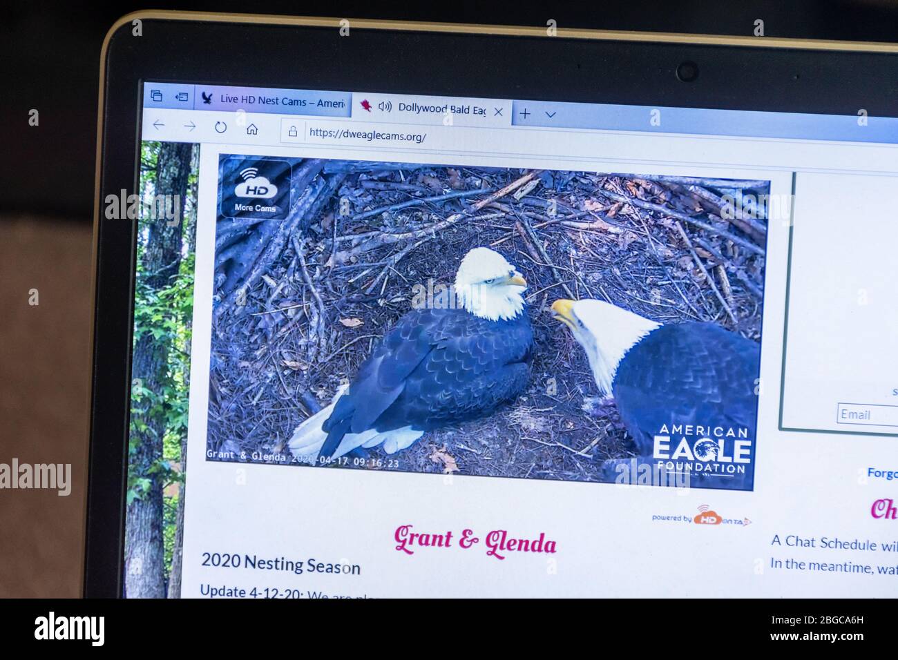 Verbindung mit der Natur durch Beobachtung der Wildtiere live Webcams während der 2020 Coronavirus Covid-19 Pandemie Sperrzeit Stockfoto