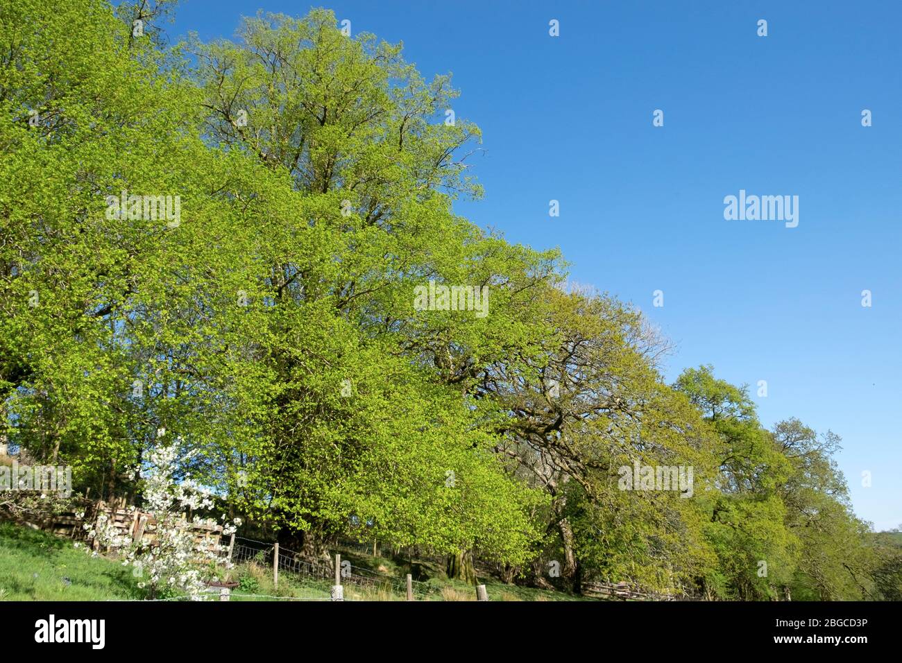 Eine Reihe von kleinen Blatt Linden Tilia cordata oder kleine Blatt Linden im Frühjahr in der Nähe eines Gartens entlang einer alten Drover-Spur in Carmarthenshire Wales UK Stockfoto