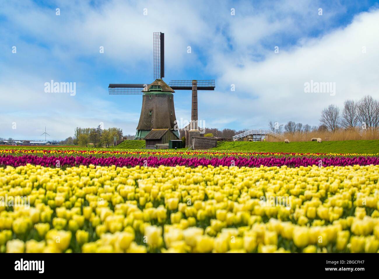 Gelbe Tulpen und Windmühle in den Niederlanden Stockfoto