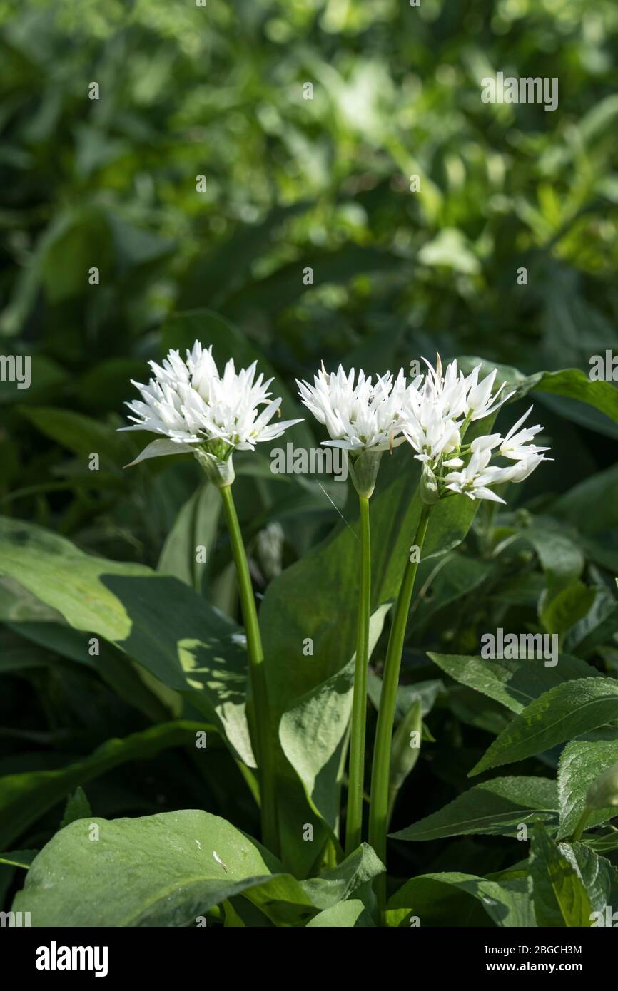 Ramsons (Allium ursinum) Blumen in einem Waldgebiet Umwelt Großbritannien. Diese essbaren Pflanzen sind auch unter den gebräuchlichen Namen wie Wild Garlic, Wood Garlic und bekannt Stockfoto