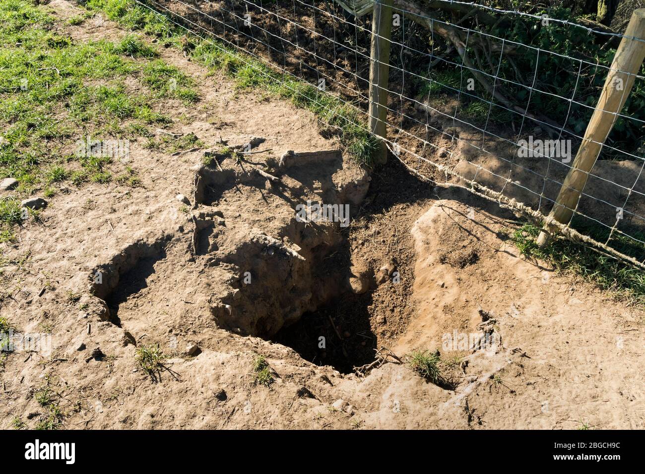 Active Badger Sett am Rande eines Feldes mit Trail führt unter einem Zaun, Grafschaft Durham, Großbritannien Stockfoto