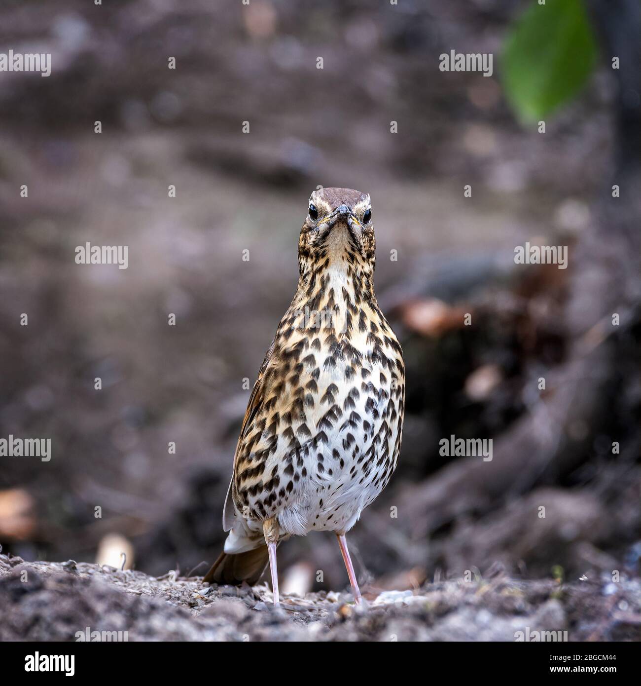 Der männliche Song Thrush (Turdus philomelos) stand auf dem Boden und schaute direkt auf die Kamera Stockfoto