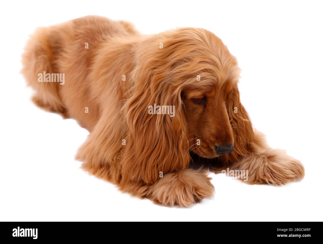 Schöne Cocker Spaniel isoliert auf weiß Stockfoto