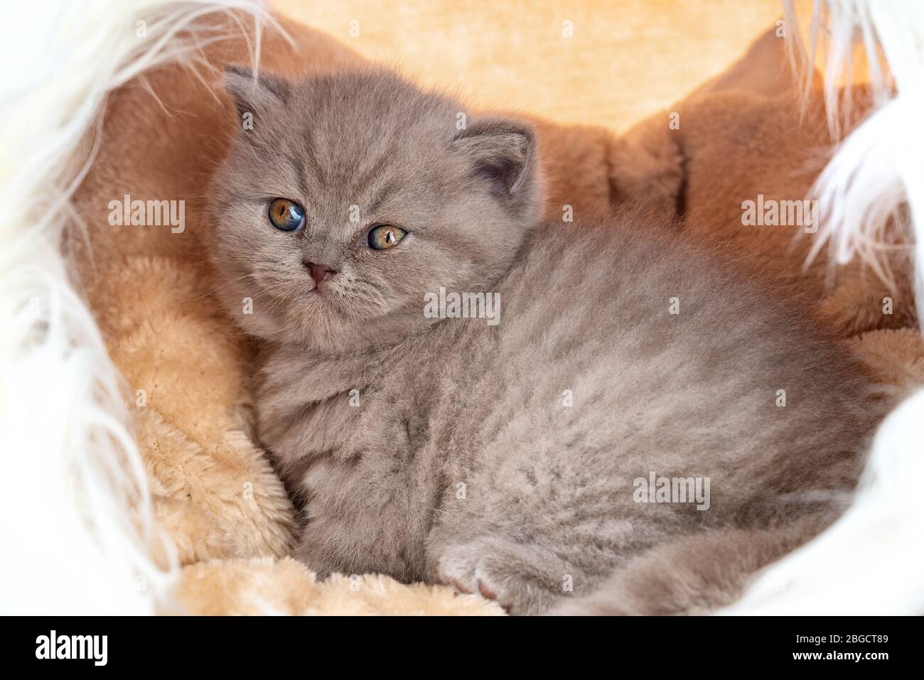 Niedliches Kätzchen, britisch reinrassig, in einem Haus aus Seidenmaterial, nach den Spielen ruhend. Stockfoto