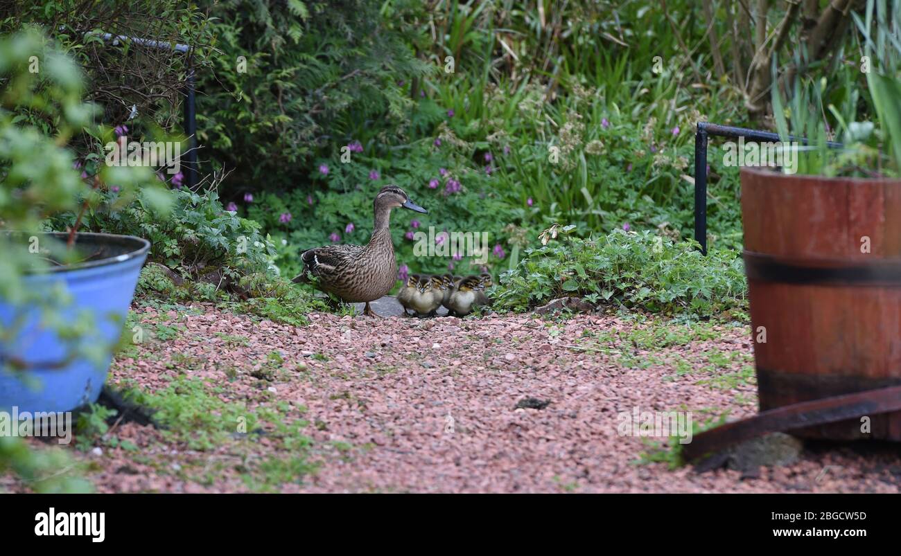 Peebles Scottish Borders, UK.17. April 20 .die weibliche Mallard-Ente mit ihren einjährigen Entlein machte sich vom Wildlife Garden auf den Weg zum River Tweed. . Stockfoto