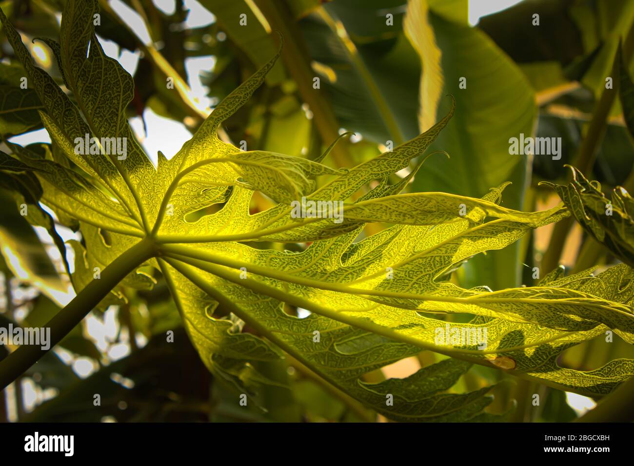 Natur Grünes Papaya Blatt. Gesundes Blatt . Medikamente gegen Fieber. Papaya Stängel Blätter Wurzeln dunkelgrünen Blättern Stockfoto