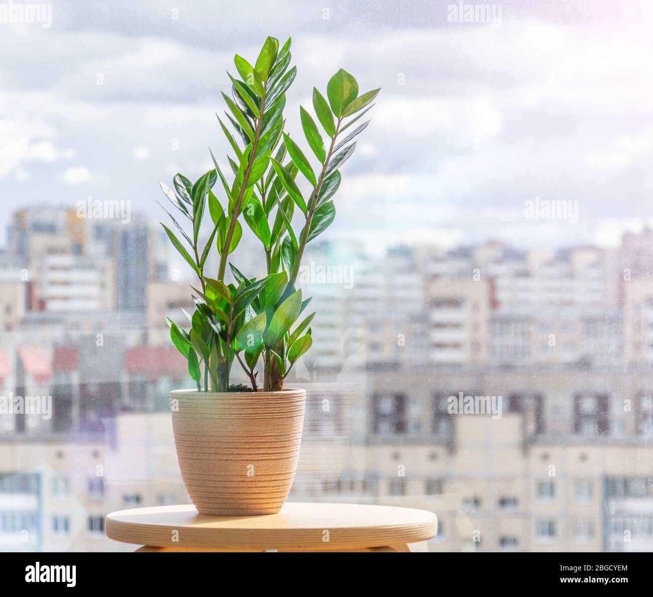 Grüne Zamioculcas Pflanze auf einem Holzständer eines sonnendurchfluteten Raumes, in der Ferne der städtische Hintergrund, viele Wohngebäude Stockfoto