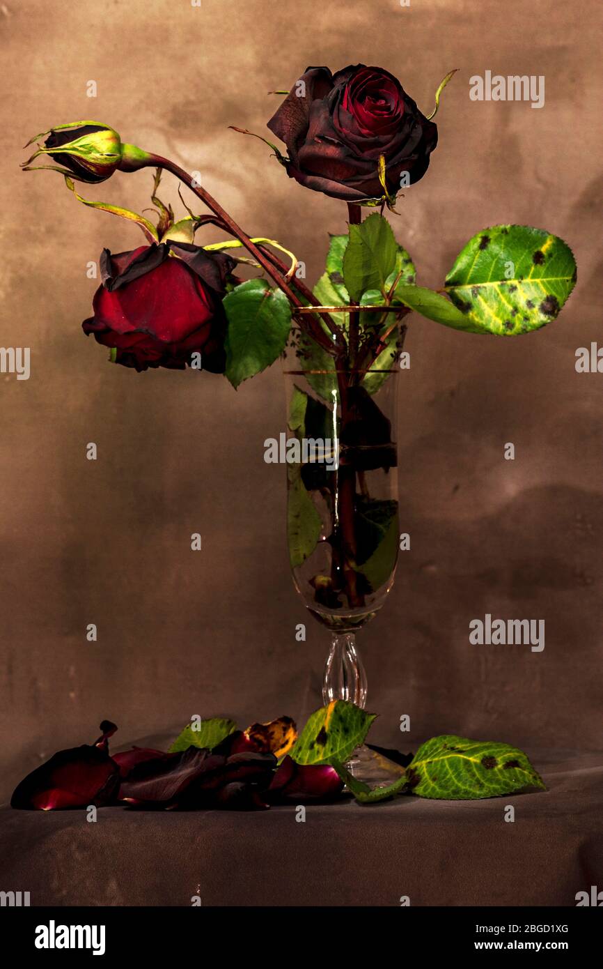 Stillleben mit einem Strauß getrockneter Rosen in einem Glas, Blütenblättern und gefallenen Blättern. Licht Malerei Beleuchtung. Stockfoto
