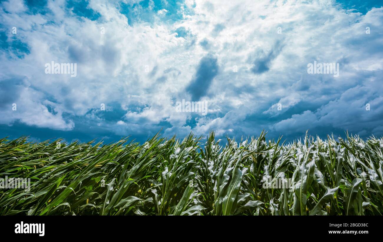 Dunkle stürmische Wolken über gepflegte grüne Kornfeld Landschaft Stockfoto