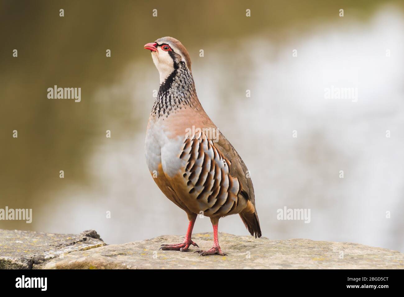 Ein Rotbeins (französisch) Rebhuhn taucht in einem Garten in Ferrensby, North Yorkshire Stockfoto