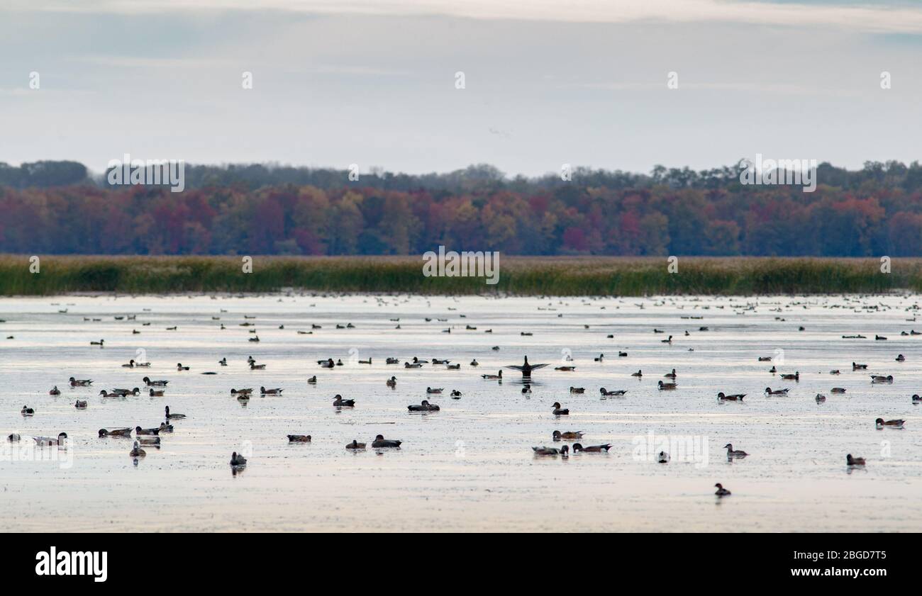 Eine einzige Ente schlägt ihre Flügel inmitten von mehreren Dutzend anderen Enten in einem Sumpf im Montezuma National Wildlife Refuge in Seneca Falls, NY, USA Stockfoto