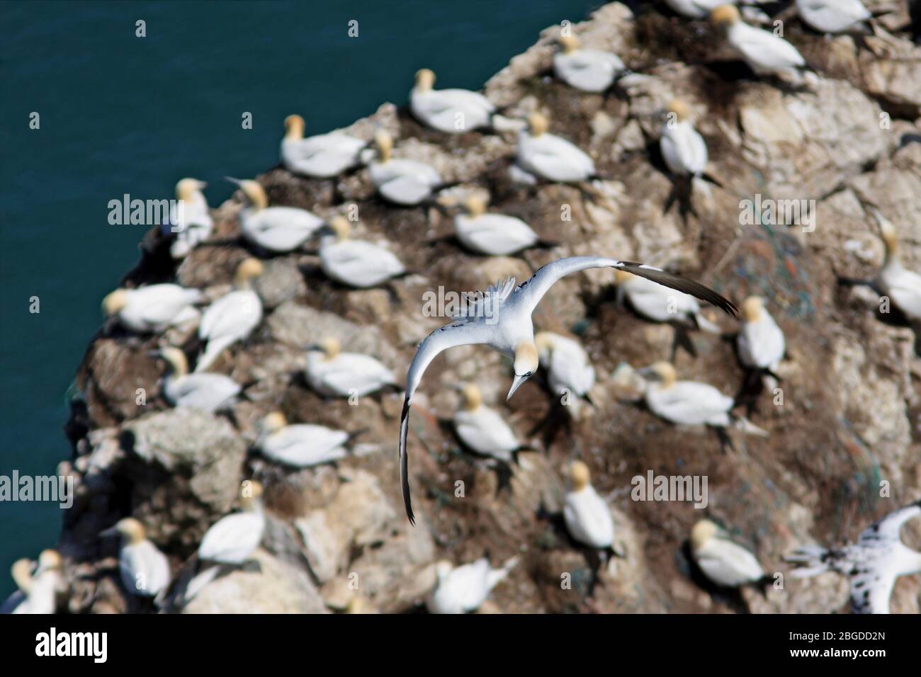 GANNET, GROSSBRITANNIEN. Stockfoto