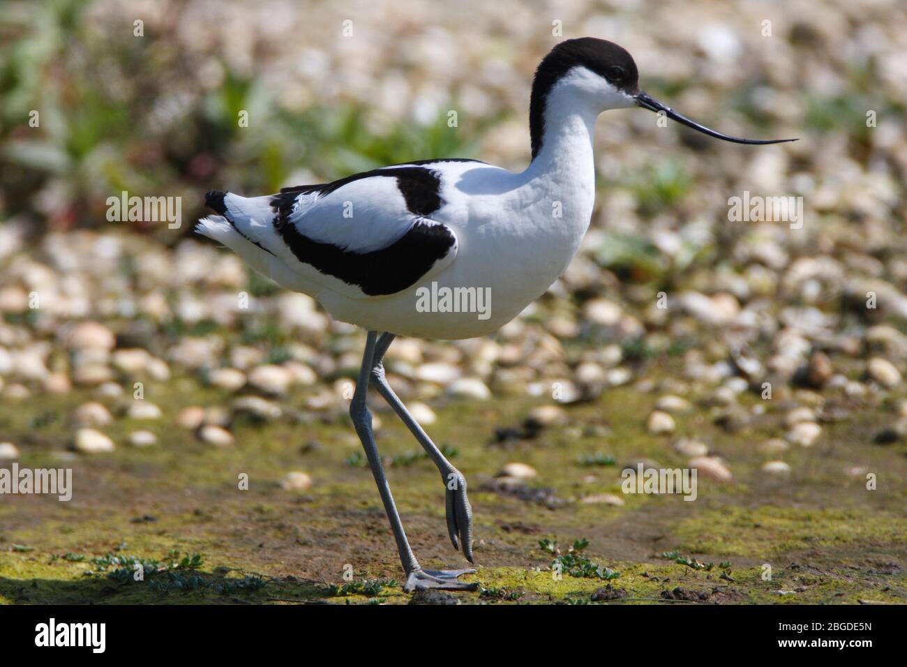 AVOCET, GROSSBRITANNIEN. Stockfoto