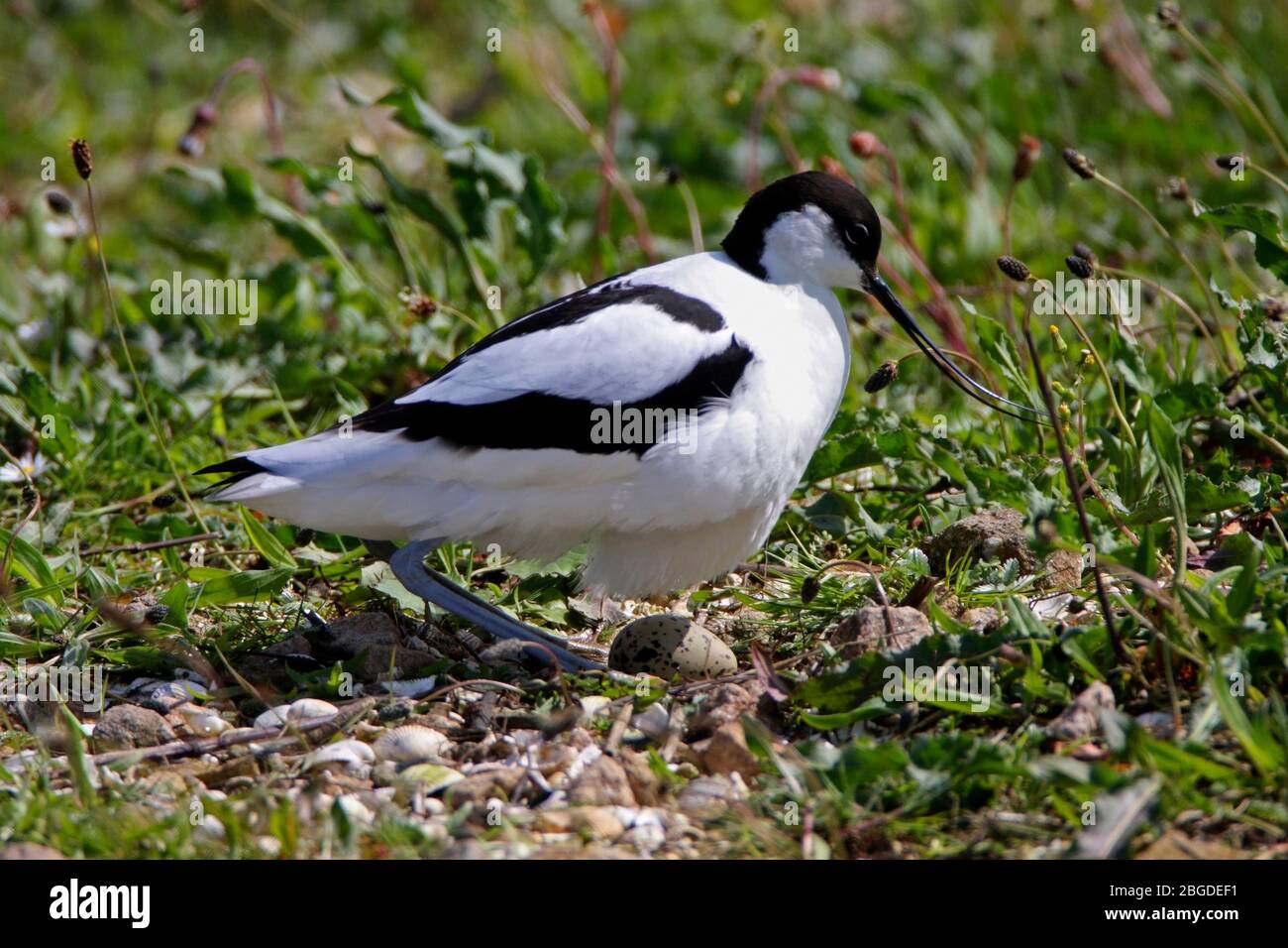 AVOCET (Recurvirostra avosetta), die sich auf einem einzigen Ei niederlässt, Großbritannien. Stockfoto