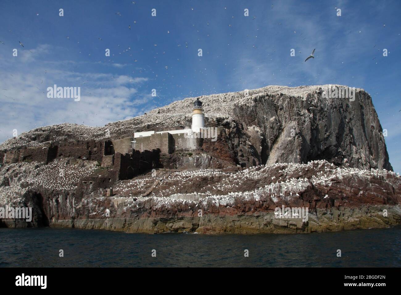 BASS ROCK, Schottland. Stockfoto