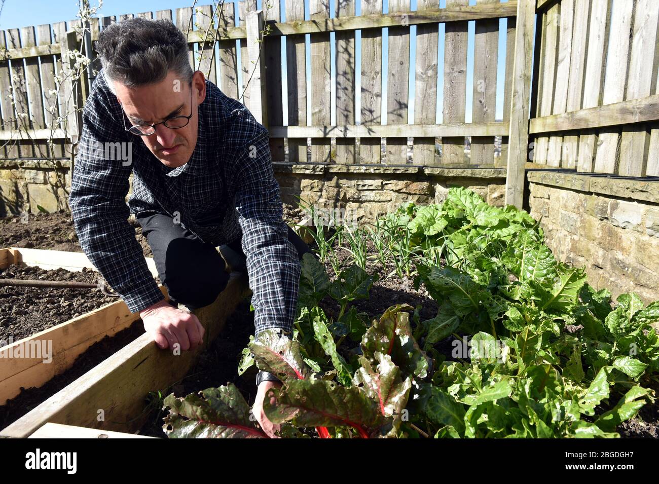 Leben bei der Sperrung des Coronavirus in Großbritannien April 2020. Der Mann gräbt seinen Garten nach hinten, um erhöhte Gemüsebeete zu machen. Modell freigegeben. Stockfoto