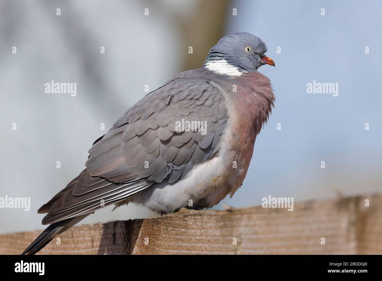 Eine Holztaube (Columba palumbus), die auf einem Zaun in einer städtischen Umgebung thront Stockfoto