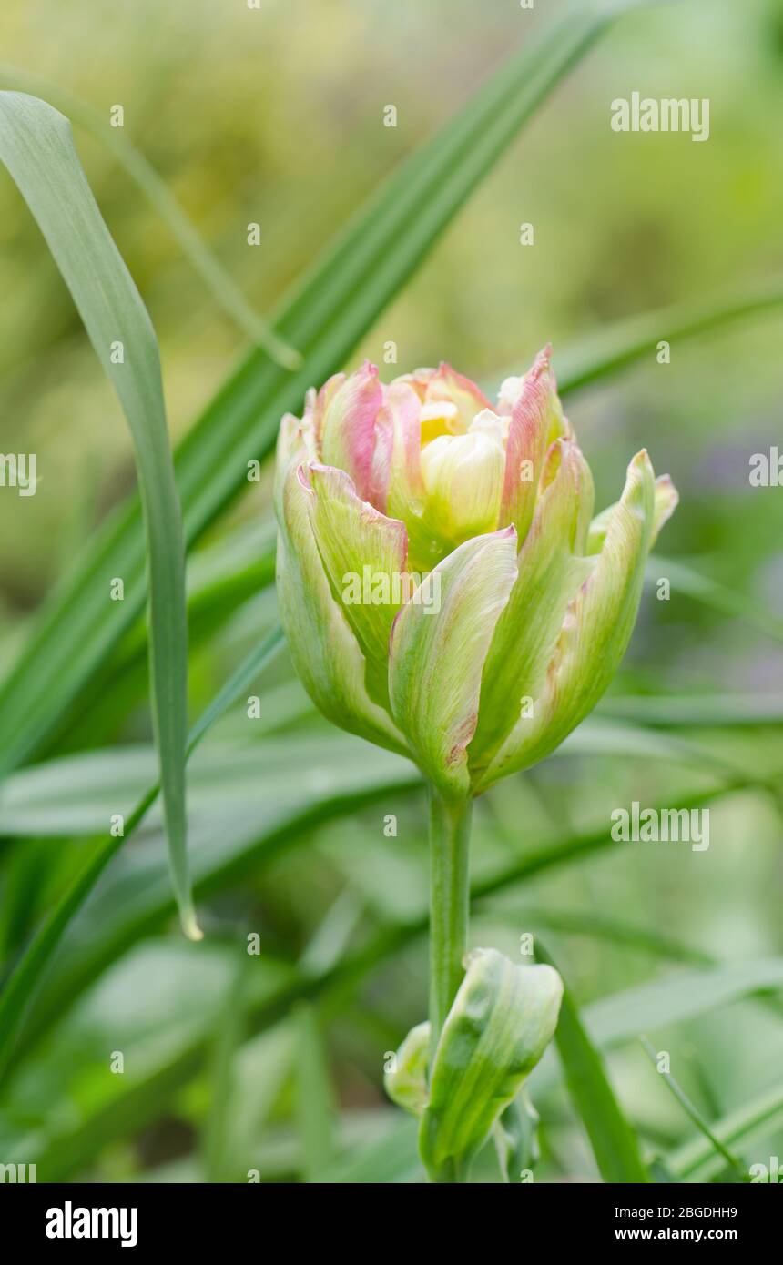 Bunte Tulpen Peggy Wunder im Blumengarten Stockfoto
