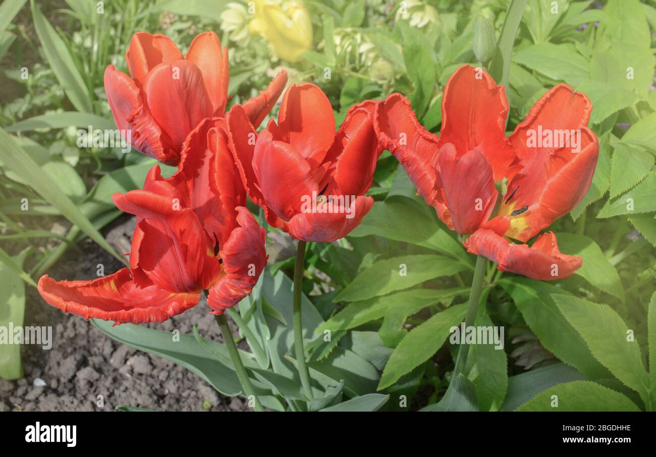 Rot blühende Papagei Tulpenblüten. Tulpenblüte roter Papagei Avignon Stockfoto