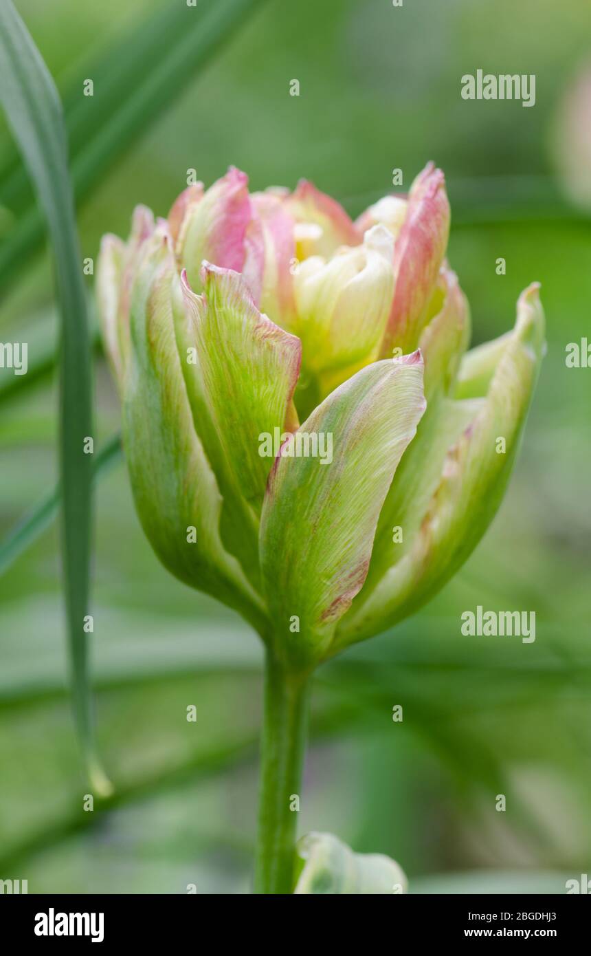 Bunte Tulpen Peggy Wunder im Blumengarten Stockfoto