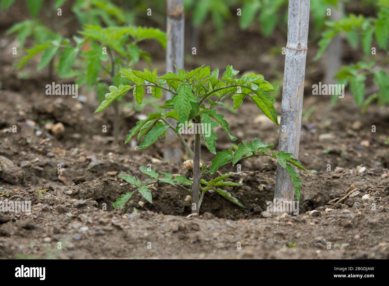 Junge Tomatenpflanze in einem Gemüsegarten. Stockfoto
