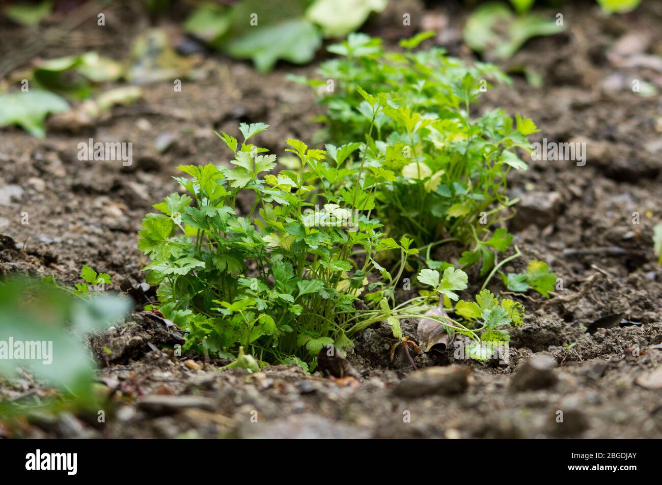 Petersilie, Flachblättrig, Kräuter wachsen im Freien im Gemüsegarten Stockfoto