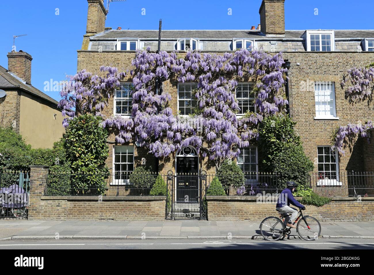 Glyzinien wachsen auf Haus, Hampton Court, East Molesey, Surrey, England, Großbritannien, Großbritannien, Großbritannien, Europa Stockfoto