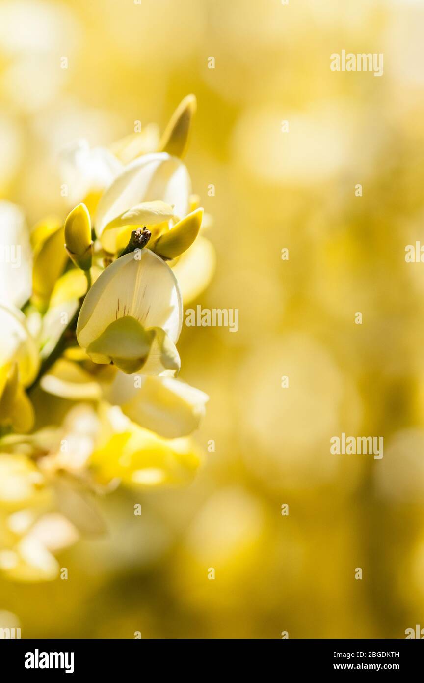 Detail von Blumen Westminster Besen Stockfoto