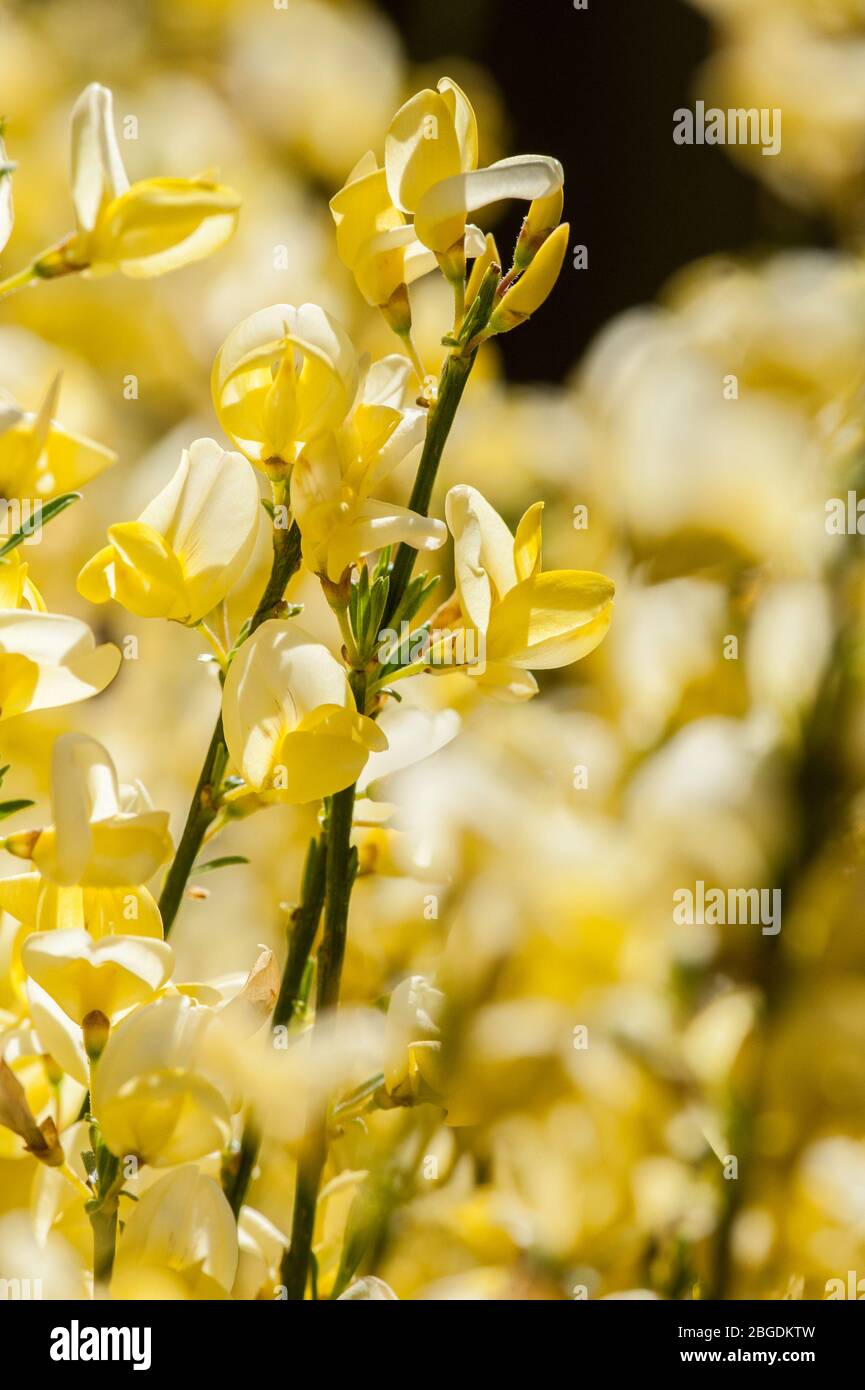 Detail von Blumen Westminster Besen Stockfoto
