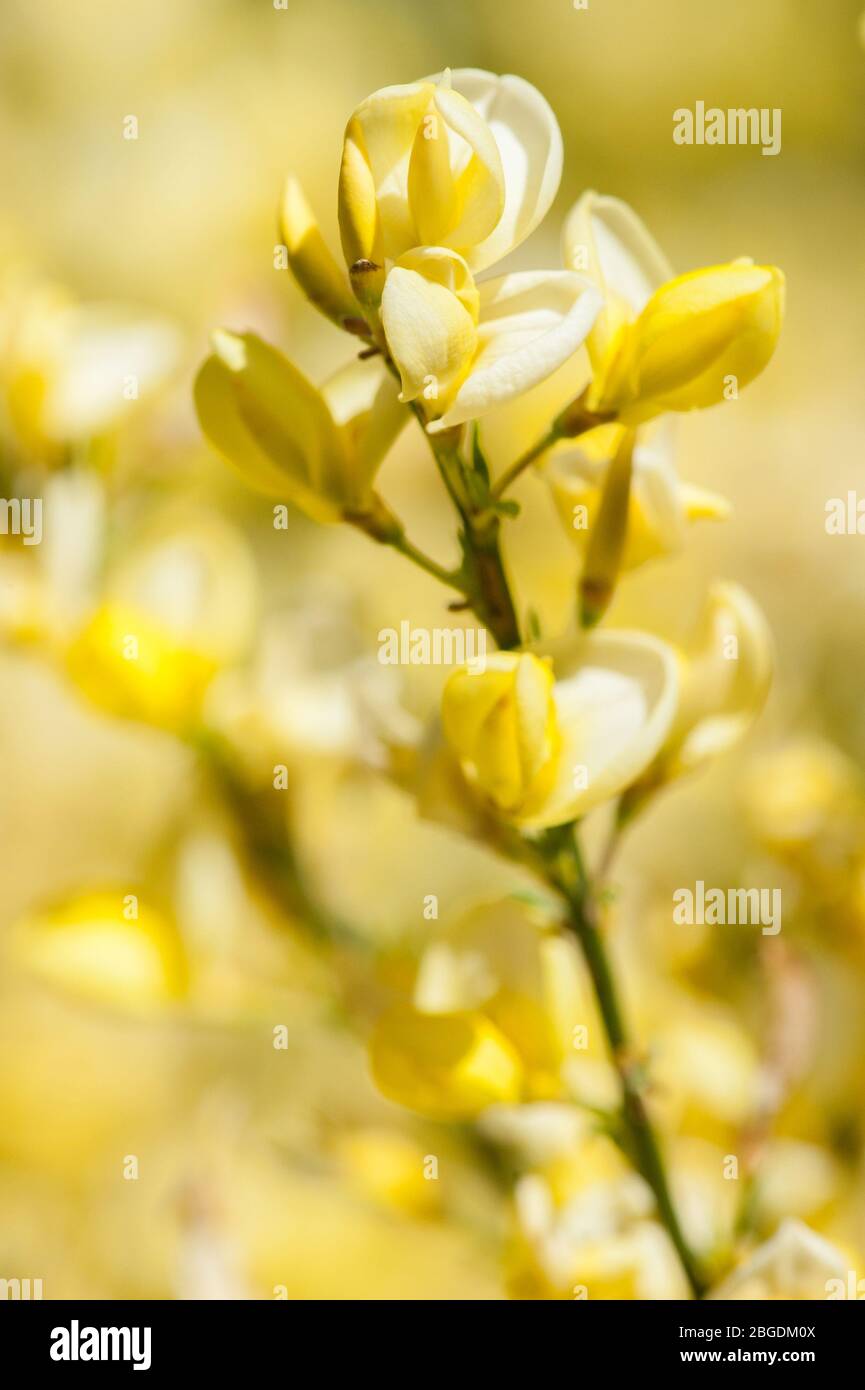 Detail von Blumen Westminster Besen Stockfoto