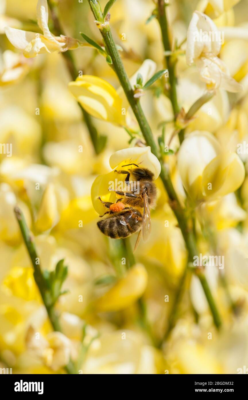 Honigbienennektaring auf hybriden Ginster-Blüten Stockfoto