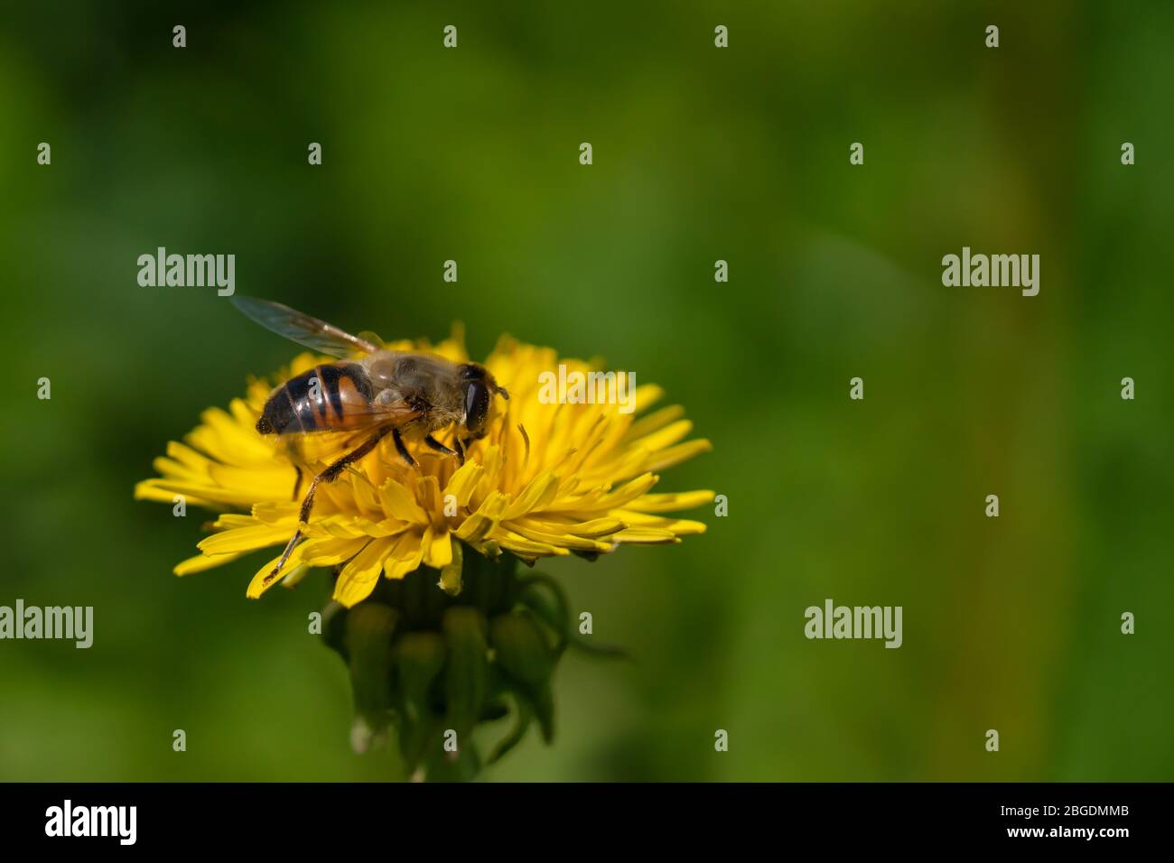 Ein Insekt Schwebfliegen sitzt auf einer Löwenzahn-Blume und sammeln Nektar. Der Hintergrund ist unscharf. Nahaufnahme. Freier Platz für Text oder Bild. Stockfoto