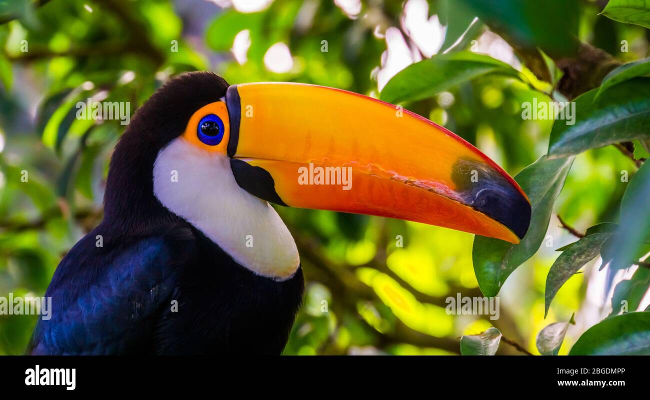 Nahaufnahme Porträt des Gesichts eines toco-Tukan, tropische Vogelarten aus Amerika Stockfoto