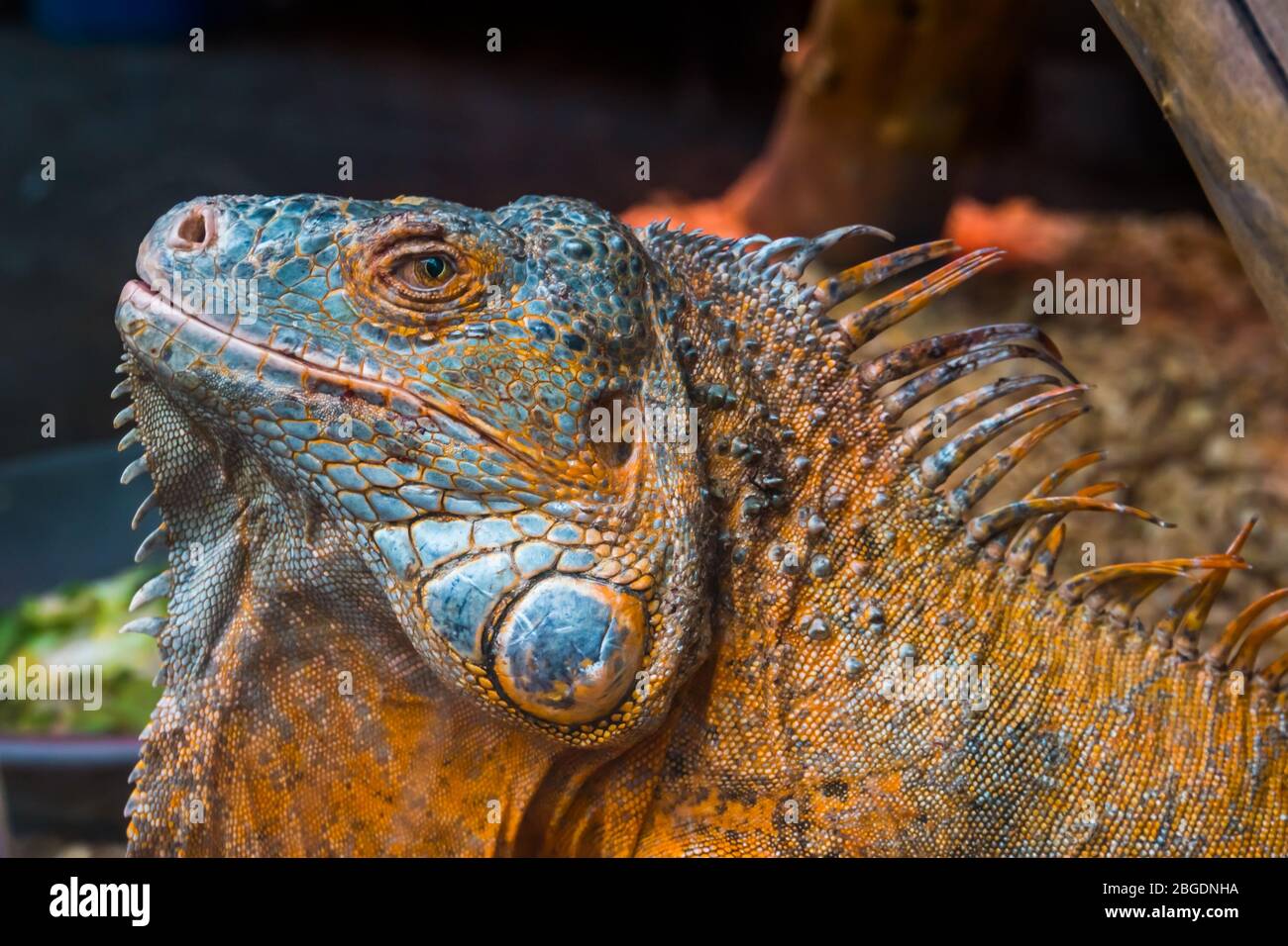 Das Gesicht eines amerikanischen grünen Leguans in Nahaufnahme, detaillierter Reptilienkopf, tropische Eidechsenarten aus Amerika, beliebtes exotisches Haustier Stockfoto